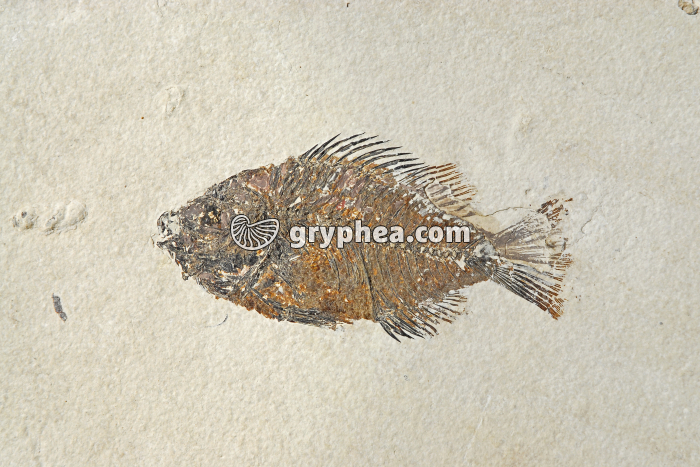 Poisson fossile (non déterminé) - gryphea.com